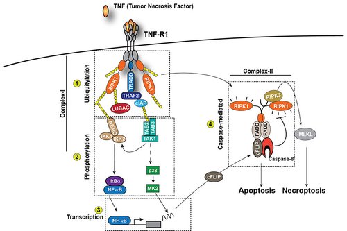 Figure 1. TNF signaling pathway. 