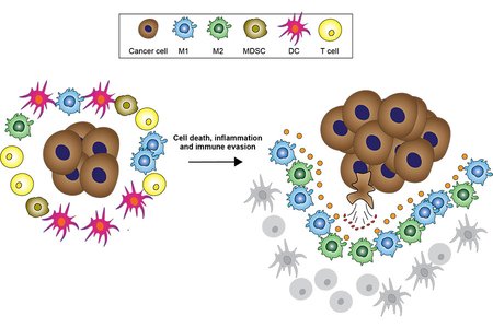 Figure 3. Potential mechanisms of cell death-induced tumour immune evasion. 